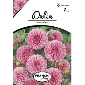 Bulbi dalia pompon Stolze Von Berlin, 1 bulb