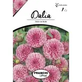 Bulbi dalia pompon Stolze Von Berlin, 1 bulb