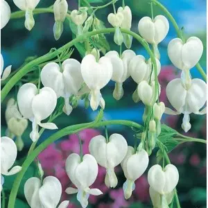 Bulbi dicentra Spectabilis Alba, 1 bulb