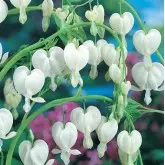 Bulbi dicentra Spectabilis Alba, 1 bulb