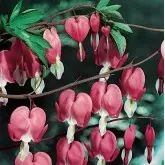Bulbi dicentra Spectabilis Rosa, 1 bulb
