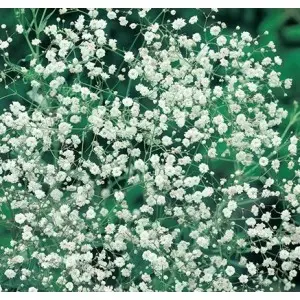 Rizomi floarea miresei Bristol Fairy, 1 bulb