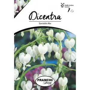 Bulbi dicentra Spectabilis Alba, 1 bulb