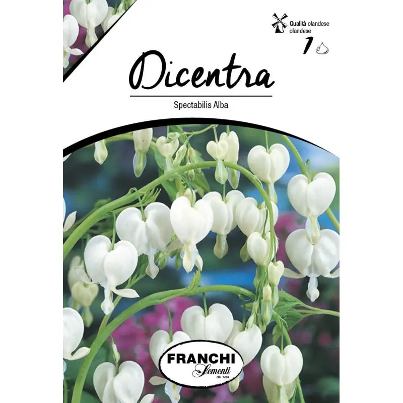 Bulbi dicentra Spectabilis Alba, 1 bulb