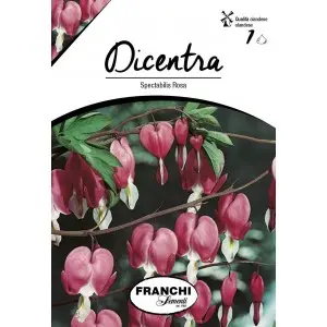 Bulbi dicentra Spectabilis Rosa, 1 bulb
