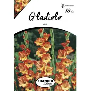 Bulbi gladiola grandiflora Alice, 10 bulbi