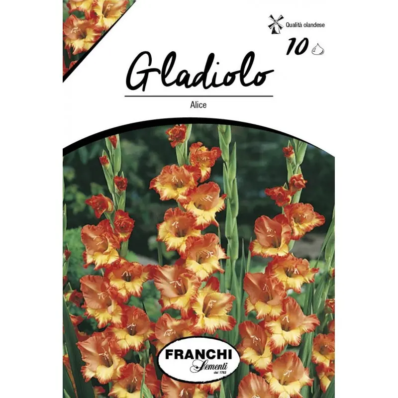 Bulbi gladiola grandiflora Alice, 10 bulbi