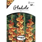 Bulbi gladiola grandiflora Alice, 10 bulbi