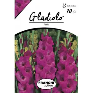 Bulbi gladiola grandiflora Fidelio, 10 bulbi