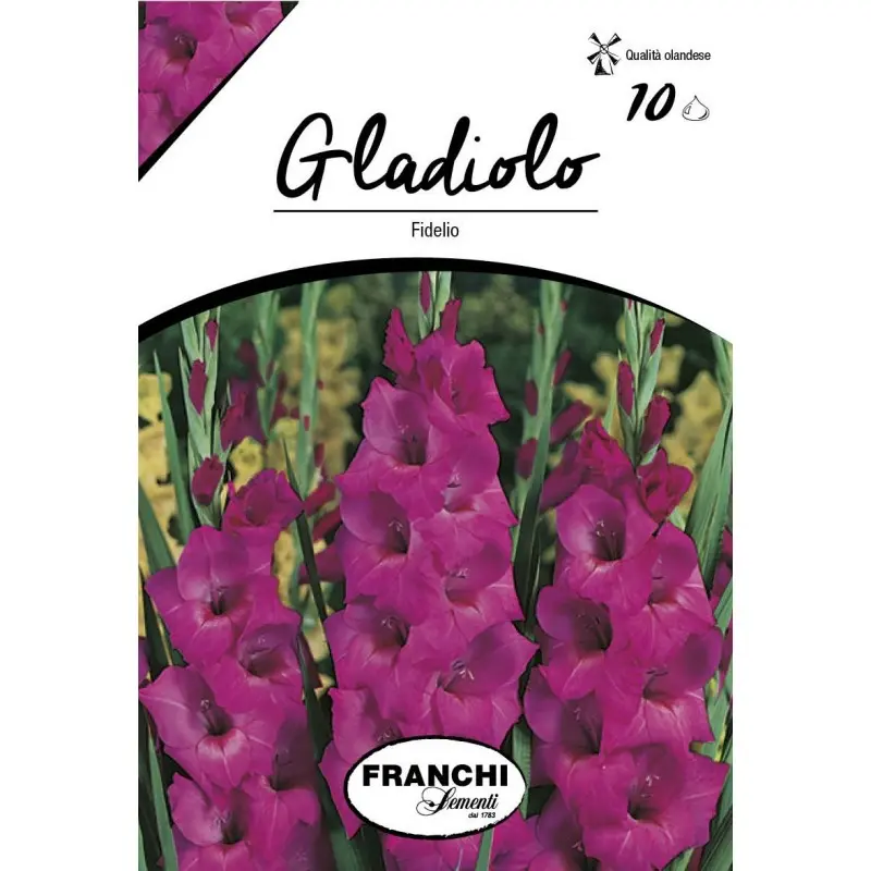Bulbi gladiola grandiflora Fidelio, 10 bulbi