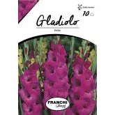Bulbi gladiola grandiflora Fidelio, 10 bulbi