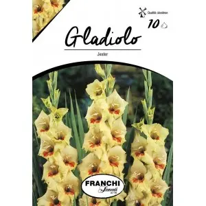 Bulbi gladiola grandiflora Jester, 10 bulbi