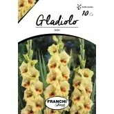 Bulbi gladiola grandiflora Jester, 10 bulbi