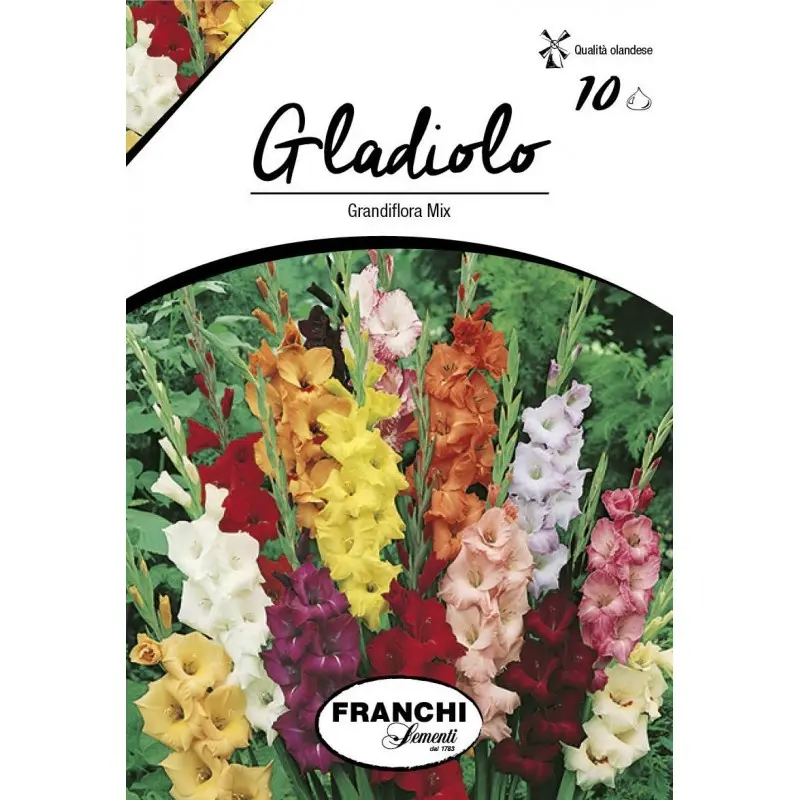 Bulbi gladiola grandiflora Mixtura, 10 bulbi