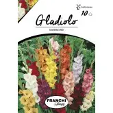 Bulbi gladiola grandiflora Mixtura, 10 bulbi