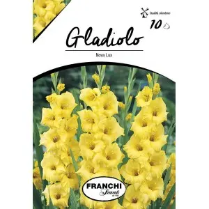 Bulbi gladiola grandiflora Nova Lux, 10 bulbi