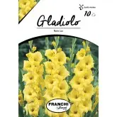 Bulbi gladiola grandiflora Nova Lux, 10 bulbi