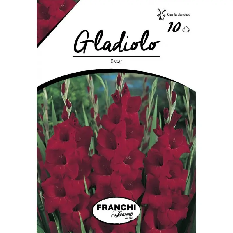 Bulbi gladiola grandiflora Oscar, 10 bulbi