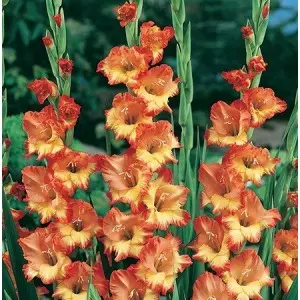 Bulbi gladiola grandiflora Alice, 10 bulbi