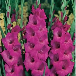 Bulbi gladiola grandiflora Fidelio, 10 bulbi