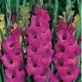 Bulbi gladiola grandiflora Fidelio, 10 bulbi