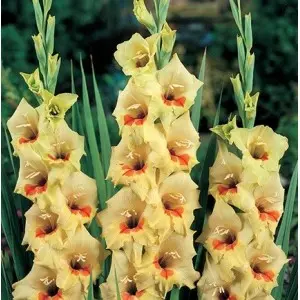 Bulbi gladiola grandiflora Jester, 10 bulbi