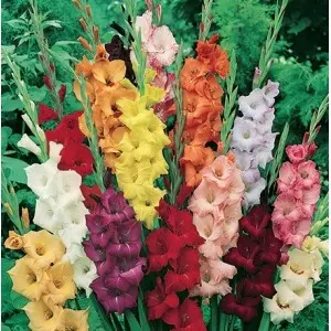Bulbi gladiola grandiflora Mixtura, 10 bulbi