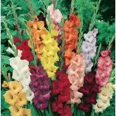 Bulbi gladiola grandiflora Mixtura, 10 bulbi