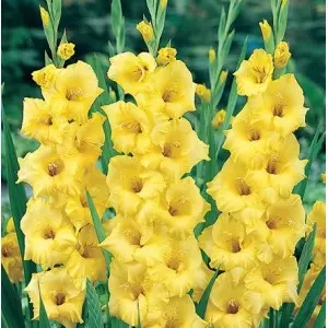 Bulbi gladiola grandiflora Nova Lux, 10 bulbi