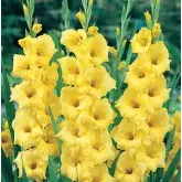 Bulbi gladiola grandiflora Nova Lux, 10 bulbi