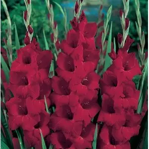 Bulbi gladiola grandiflora Oscar, 10 bulbi