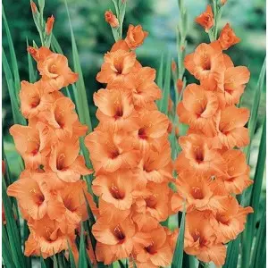 Bulbi gladiola grandiflora Peter Pears, 10 bulbi