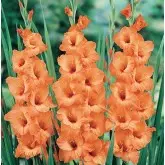 Bulbi gladiola grandiflora Peter Pears, 10 bulbi