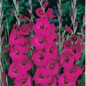 Bulbi gladiola grandiflora Plum Tart, 10 bulbi