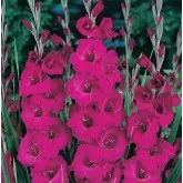 Bulbi gladiola grandiflora Plum Tart, 10 bulbi