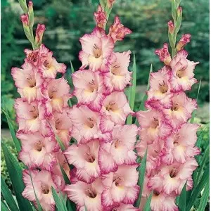 Bulbi gladiola grandiflora Priscilla, 10 bulbi