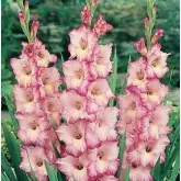 Bulbi gladiola grandiflora Priscilla, 10 bulbi