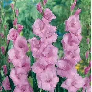 Bulbi gladiola grandiflora Rose Supreme, 10 bulbi