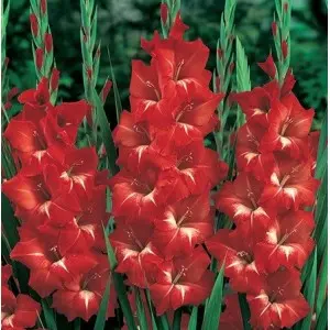 Bulbi gladiola grandiflora Tradehorn, 10 bulbi