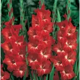 Bulbi gladiola grandiflora Tradehorn, 10 bulbi