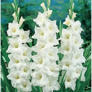 Bulbi gladiola grandiflora White Prosperity, 10 bulbi