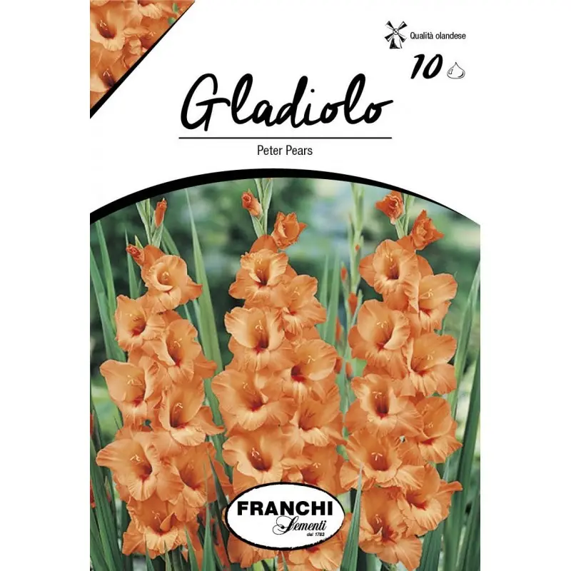 Bulbi gladiola grandiflora Peter Pears, 10 bulbi
