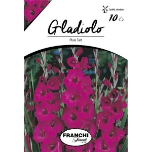 Bulbi gladiola grandiflora Plum Tart, 10 bulbi