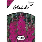 Bulbi gladiola grandiflora Plum Tart, 10 bulbi