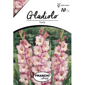 Bulbi gladiola grandiflora Priscilla, 10 bulbi