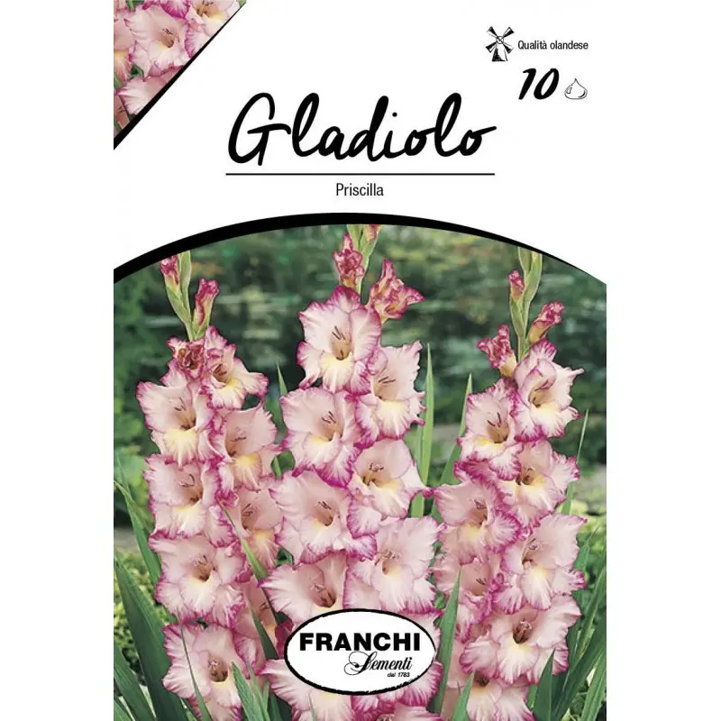 Bulbi gladiola grandiflora Priscilla, 10 bulbi