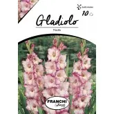 Bulbi gladiola grandiflora Priscilla, 10 bulbi