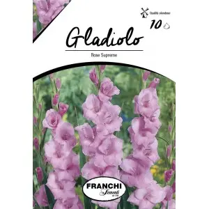 Bulbi gladiola grandiflora Rose Supreme, 10 bulbi