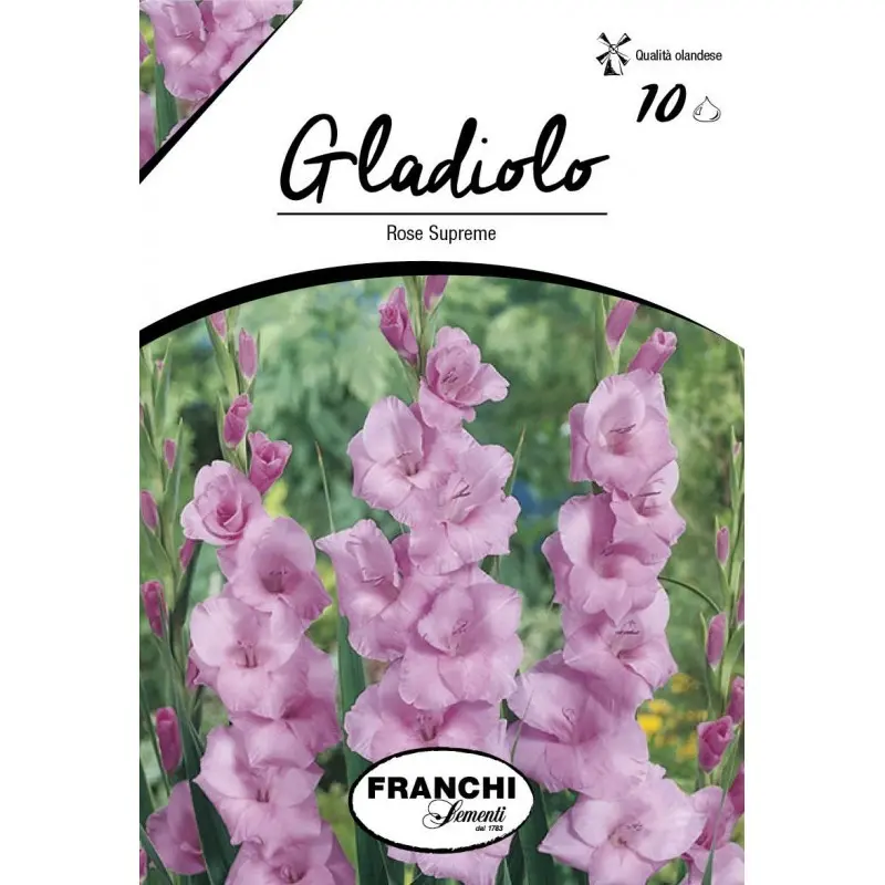 Bulbi gladiola grandiflora Rose Supreme, 10 bulbi