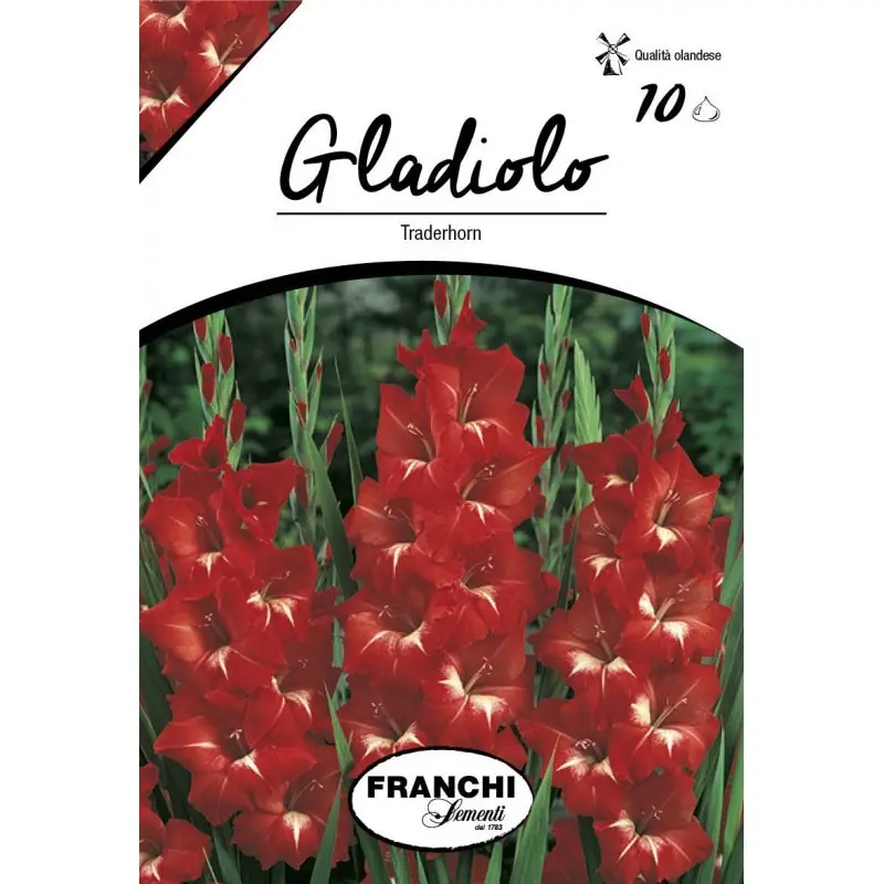 Bulbi gladiola grandiflora Tradehorn, 10 bulbi